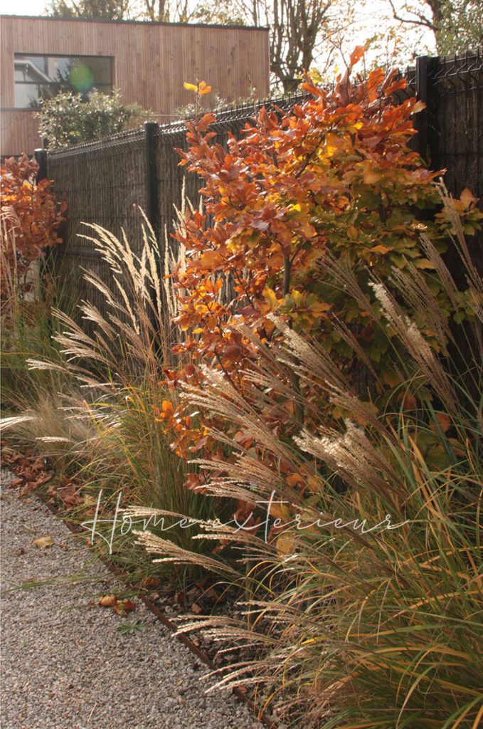 Aménagement d’un jardin autour d’une maison contemporaine à Lambersart